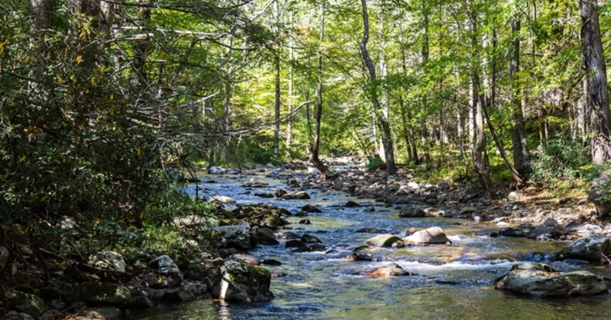 A stream in the woods in Abingdon VA